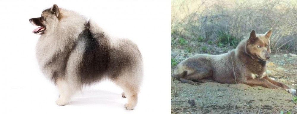 Tahltan Bear Dog vs Keeshond - Breed Comparison