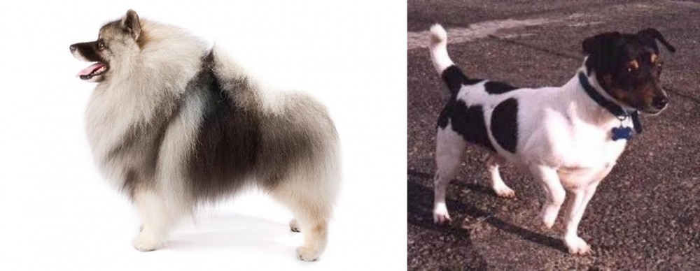 Teddy Roosevelt Terrier vs Keeshond - Breed Comparison