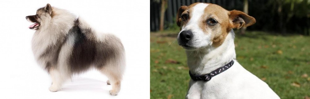 Tenterfield Terrier vs Keeshond - Breed Comparison