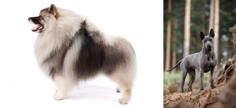 Thai Ridgeback vs Keeshond - Breed Comparison