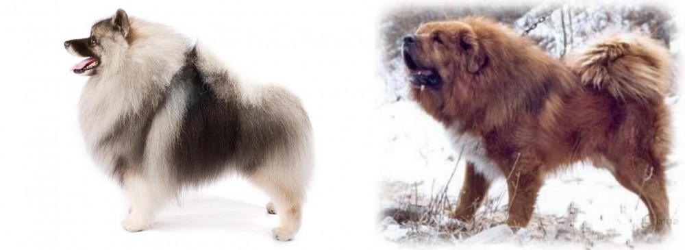 Tibetan Kyi Apso vs Keeshond - Breed Comparison