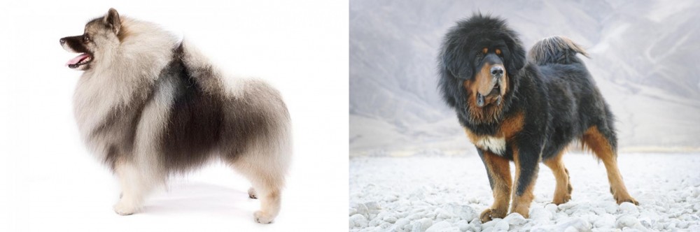 Tibetan Mastiff vs Keeshond - Breed Comparison