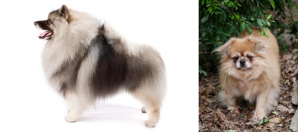 Tibetan Spaniel vs Keeshond - Breed Comparison