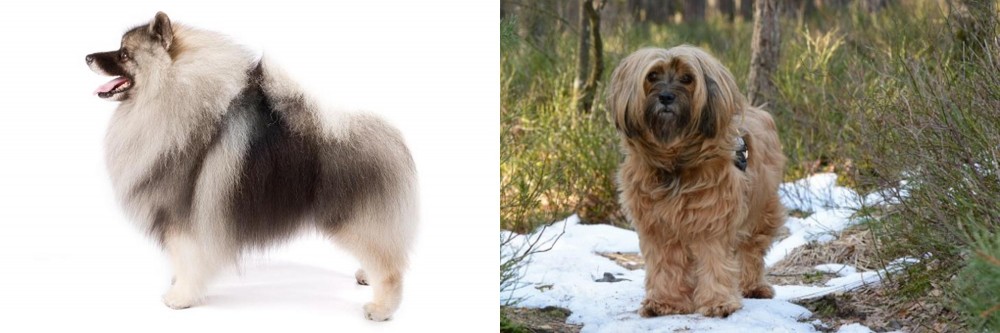 Tibetan Terrier vs Keeshond - Breed Comparison