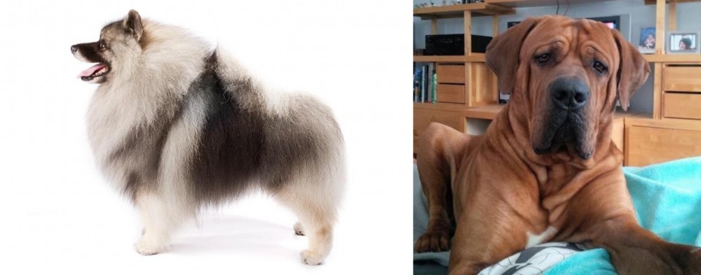 Tosa vs Keeshond - Breed Comparison