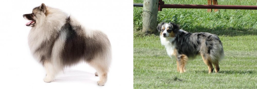 Toy Australian Shepherd vs Keeshond - Breed Comparison