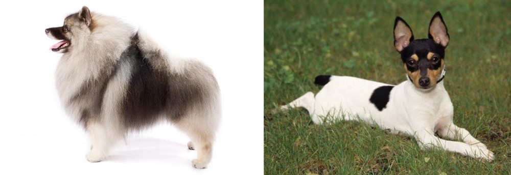 Toy Fox Terrier vs Keeshond - Breed Comparison