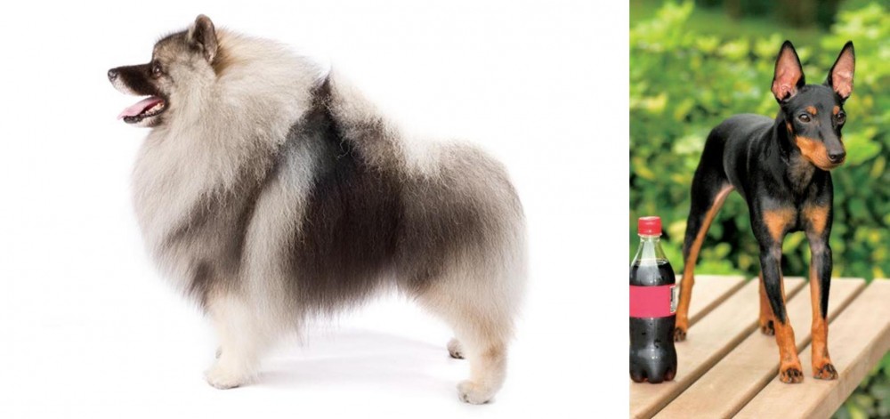 Toy Manchester Terrier vs Keeshond - Breed Comparison