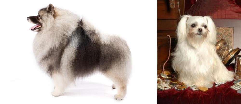 Toy Mi-Ki vs Keeshond - Breed Comparison