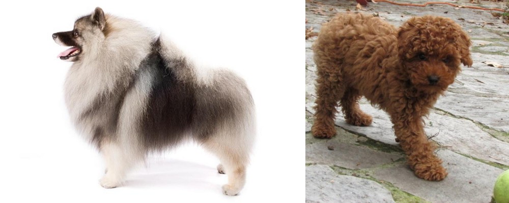 Toy Poodle vs Keeshond - Breed Comparison