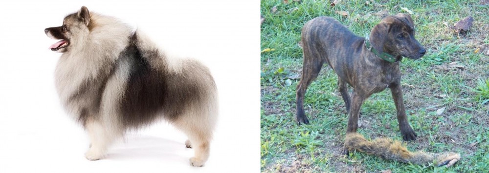 Treeing Cur vs Keeshond - Breed Comparison