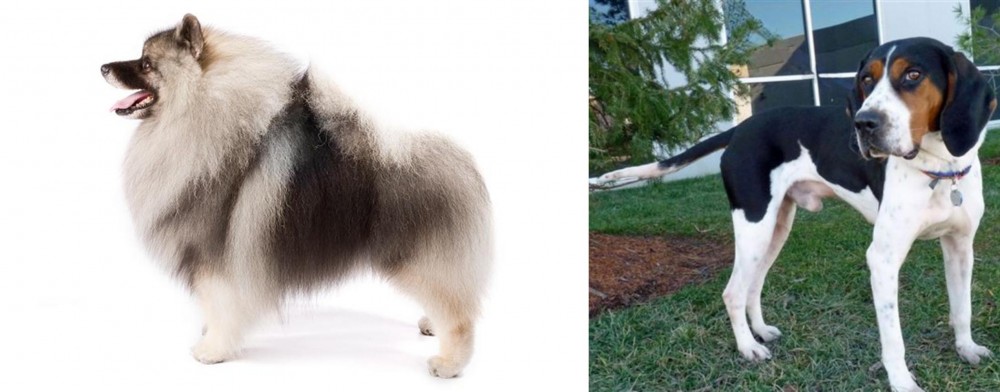 Treeing Walker Coonhound vs Keeshond - Breed Comparison