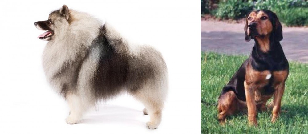 Tyrolean Hound vs Keeshond - Breed Comparison