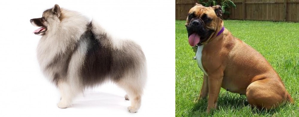 Valley Bulldog vs Keeshond - Breed Comparison