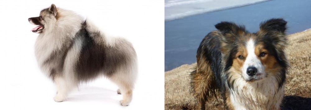 Welsh Sheepdog vs Keeshond - Breed Comparison