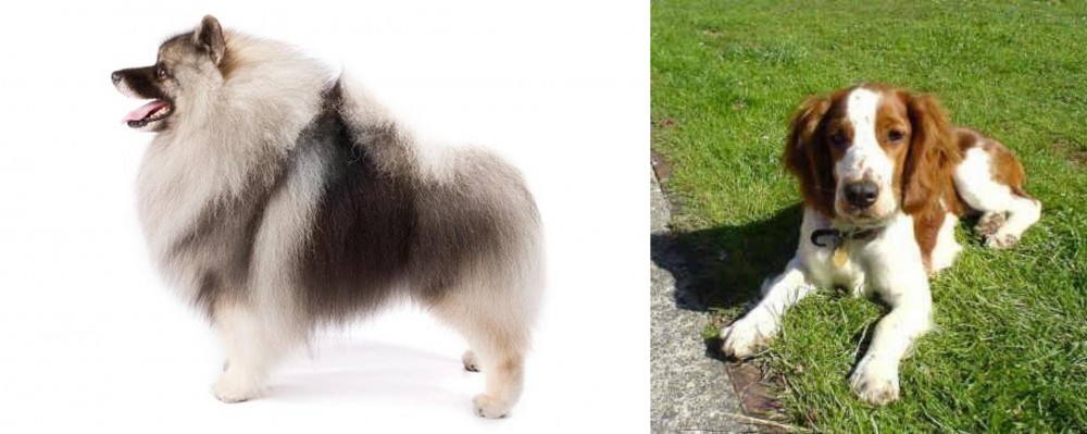 Welsh Springer Spaniel vs Keeshond - Breed Comparison