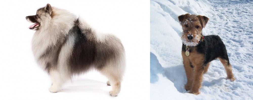 Welsh Terrier vs Keeshond - Breed Comparison