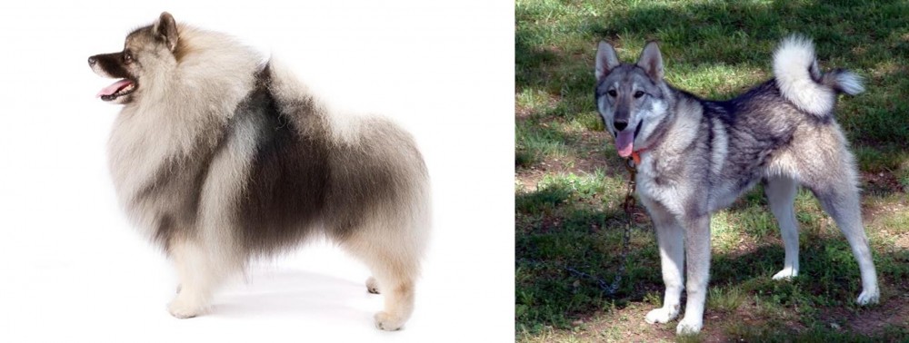 West Siberian Laika vs Keeshond - Breed Comparison