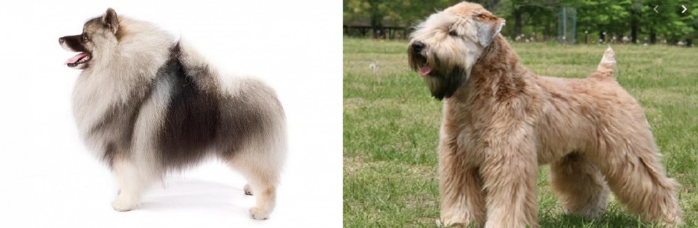 Wheaten Terrier vs Keeshond - Breed Comparison