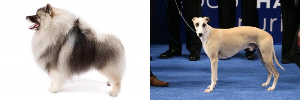 Whippet vs Keeshond - Breed Comparison