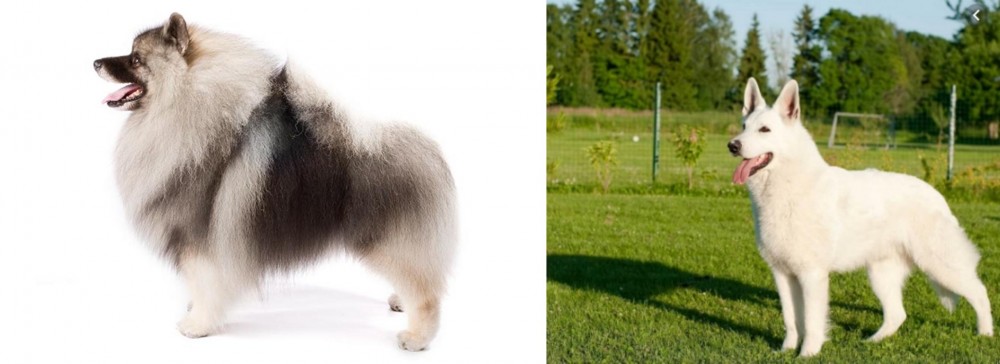 White Shepherd vs Keeshond - Breed Comparison