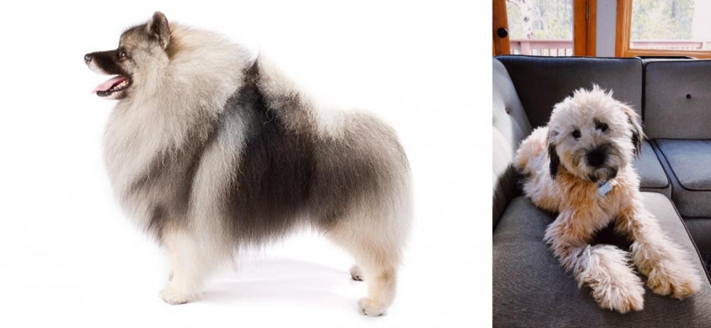 Whoodles vs Keeshond - Breed Comparison