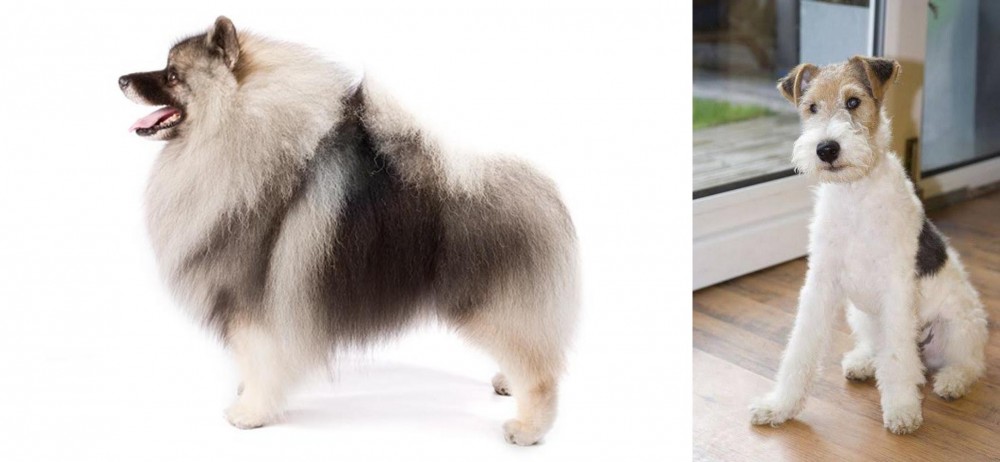 Wire Fox Terrier vs Keeshond - Breed Comparison