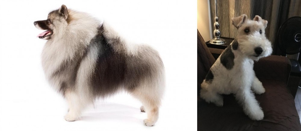 Wire Haired Fox Terrier vs Keeshond - Breed Comparison