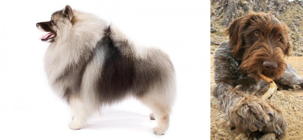 Wirehaired Pointing Griffon vs Keeshond - Breed Comparison