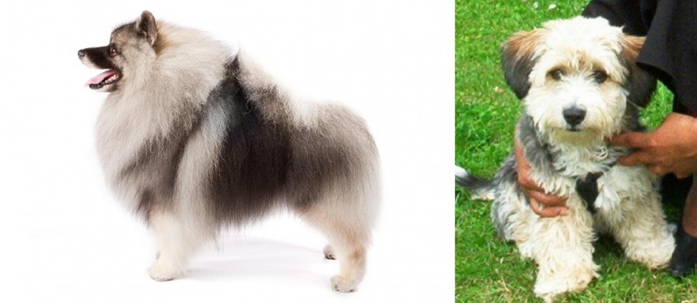 Yo-Chon vs Keeshond - Breed Comparison