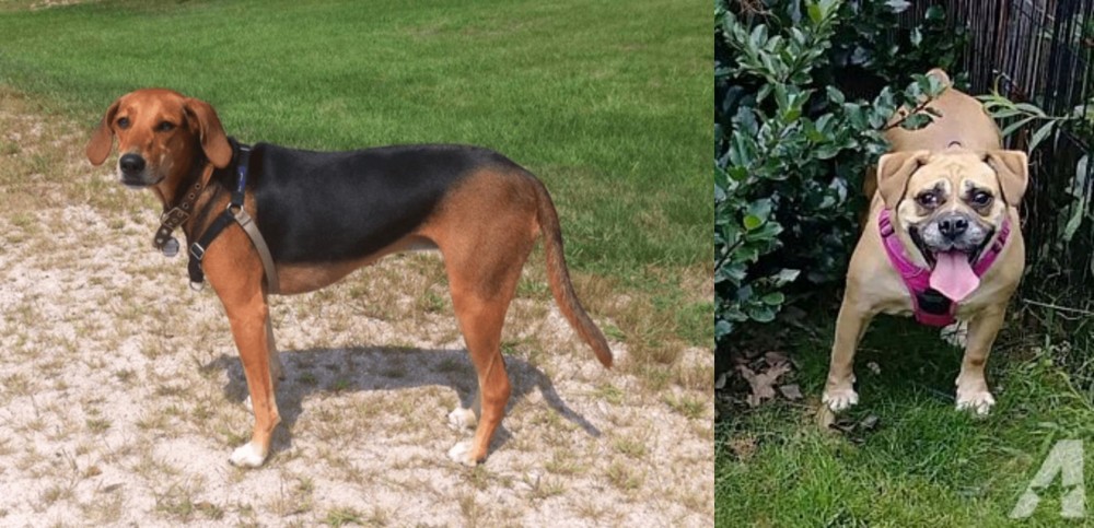 Beabull vs Kerry Beagle - Breed Comparison