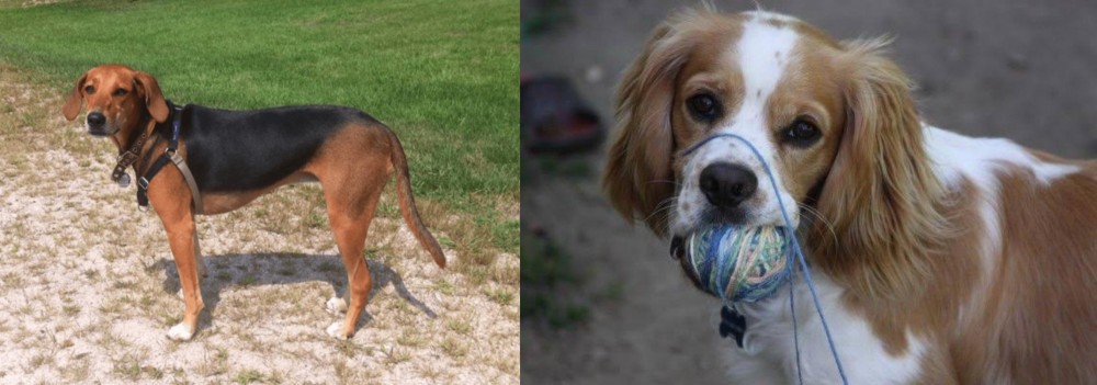 Cockalier vs Kerry Beagle - Breed Comparison