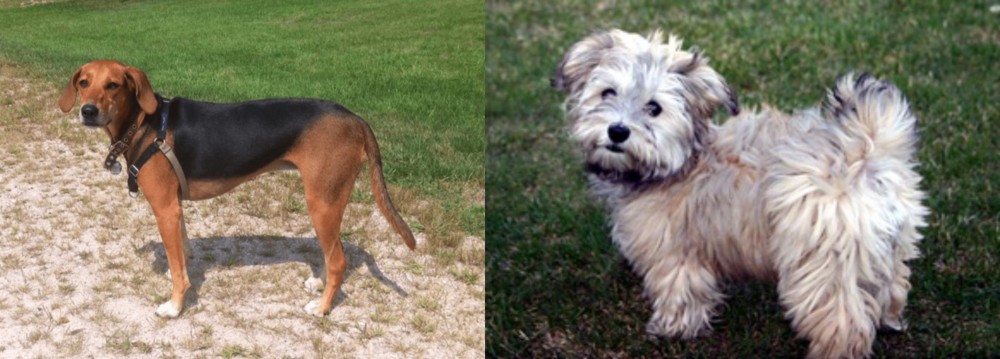 Havapoo vs Kerry Beagle - Breed Comparison