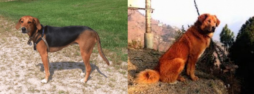 Himalayan Sheepdog vs Kerry Beagle - Breed Comparison