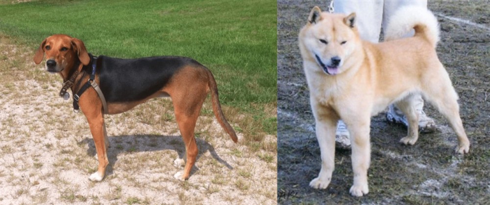 Hokkaido vs Kerry Beagle - Breed Comparison