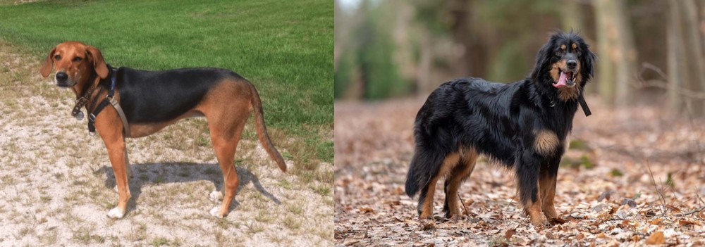 Hovawart vs Kerry Beagle - Breed Comparison