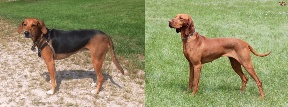 Hungarian Vizsla vs Kerry Beagle - Breed Comparison