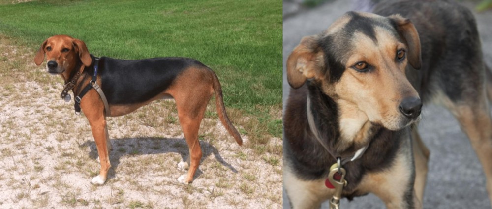 Huntaway vs Kerry Beagle - Breed Comparison