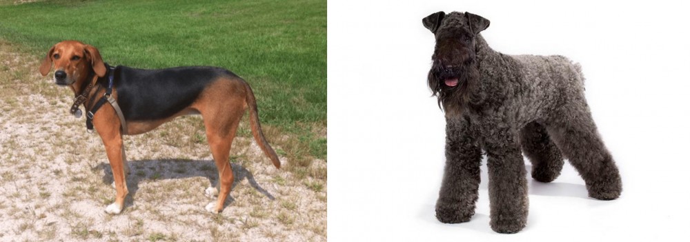 Kerry Blue Terrier vs Kerry Beagle - Breed Comparison