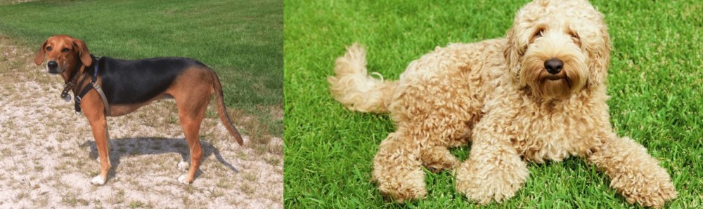 Labradoodle vs Kerry Beagle - Breed Comparison