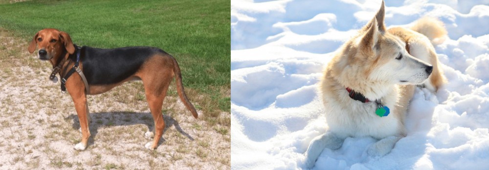 Labrador Husky vs Kerry Beagle - Breed Comparison
