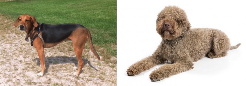 Lagotto Romagnolo vs Kerry Beagle - Breed Comparison
