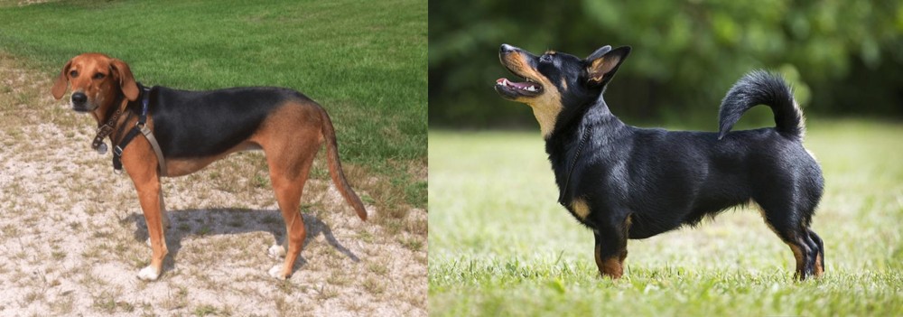 Lancashire Heeler vs Kerry Beagle - Breed Comparison