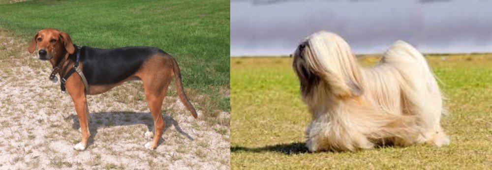 Lhasa Apso vs Kerry Beagle - Breed Comparison