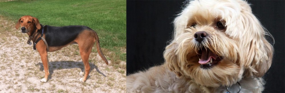 Lhasapoo vs Kerry Beagle - Breed Comparison