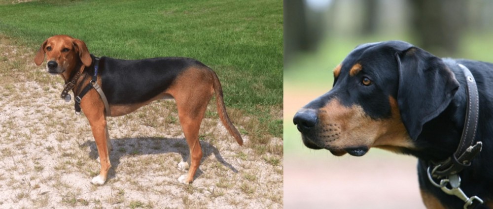 Lithuanian Hound vs Kerry Beagle - Breed Comparison