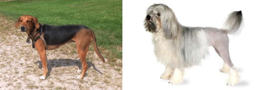 Lowchen vs Kerry Beagle - Breed Comparison