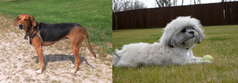 Mal-Shi vs Kerry Beagle - Breed Comparison
