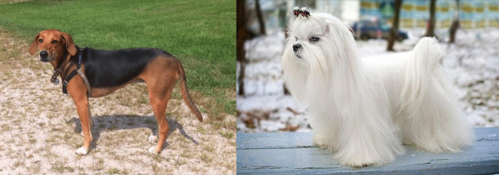 Maltese vs Kerry Beagle - Breed Comparison