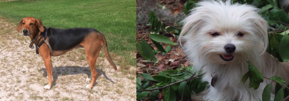 Malti-Pom vs Kerry Beagle - Breed Comparison